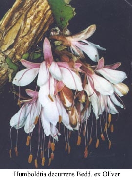 Humboldtia decurrens Bedd. ex Oliver